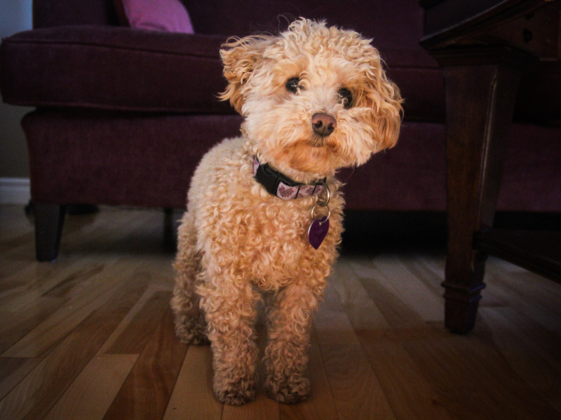 well behaved dog breeds - Poodle