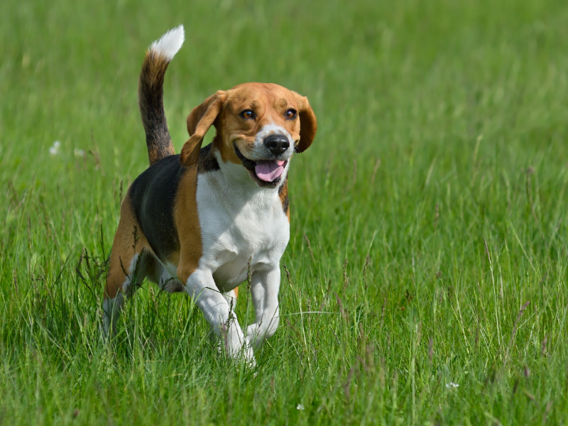 well behaved dog breeds - beagle