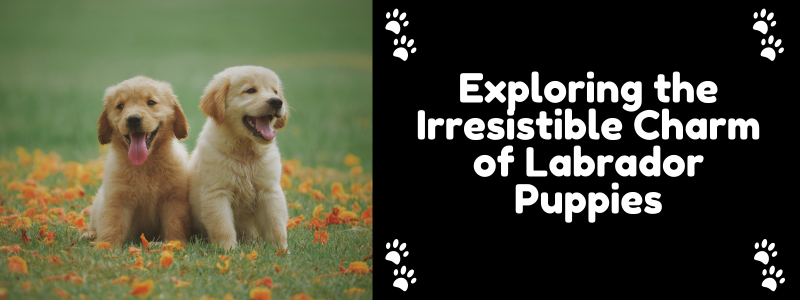 Labrador Puppies