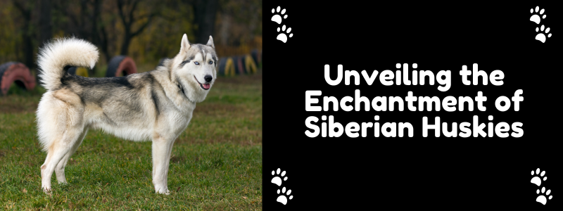 Siberian Huskies
