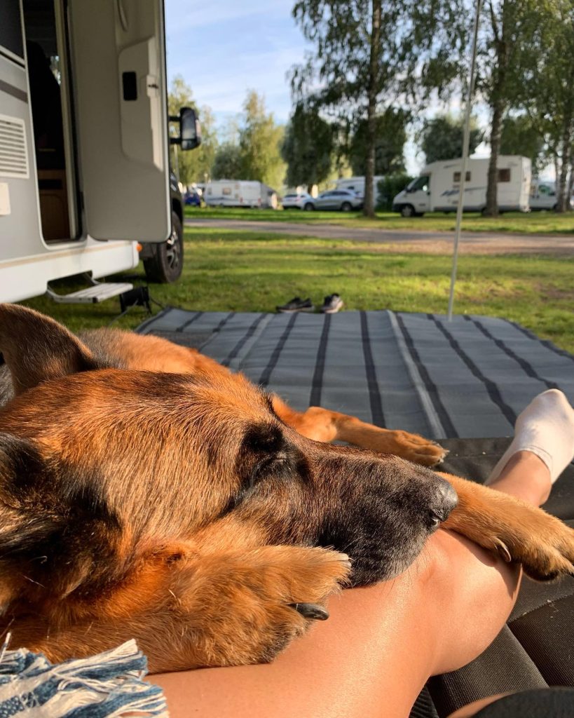 German Shepherd