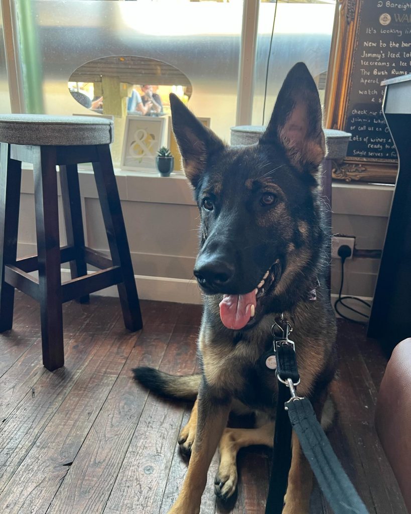 German Shepherd