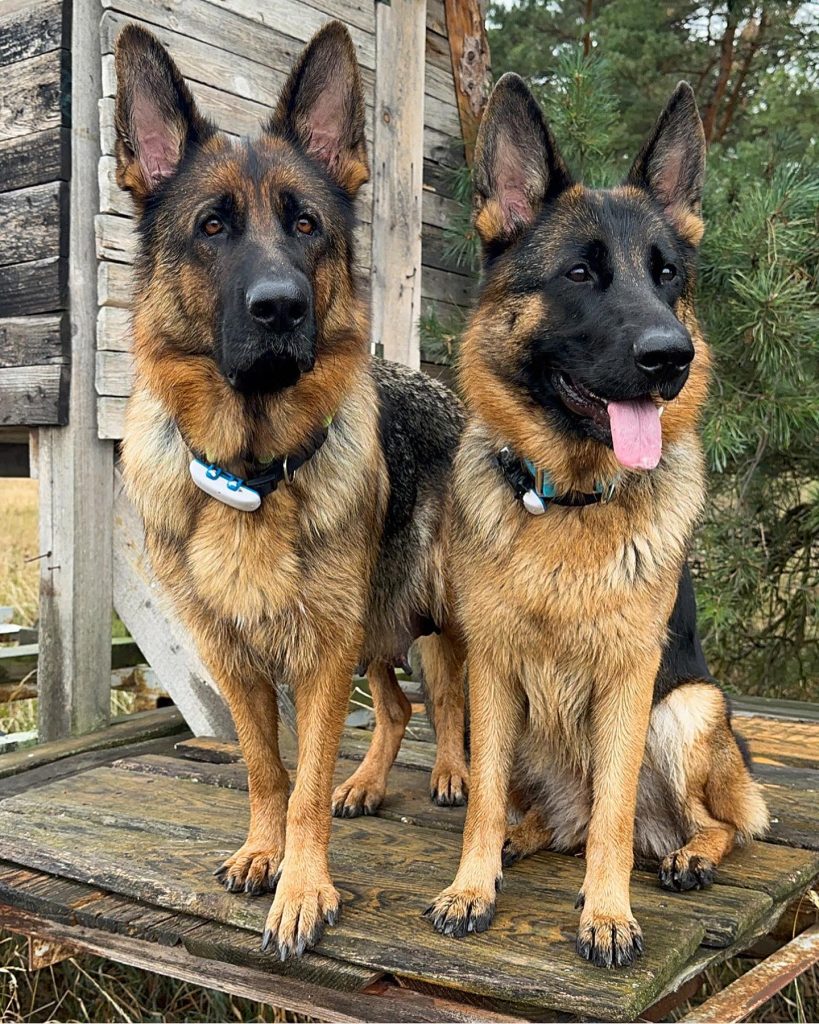German Shepherd