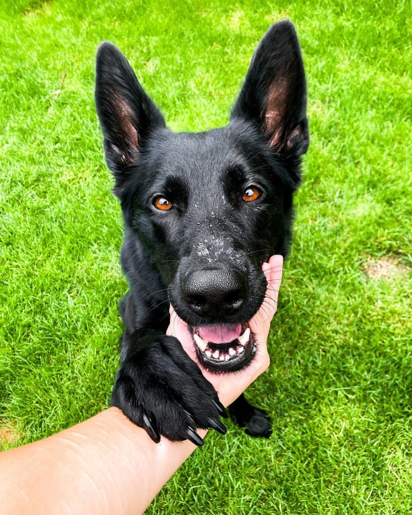 German Shepherd