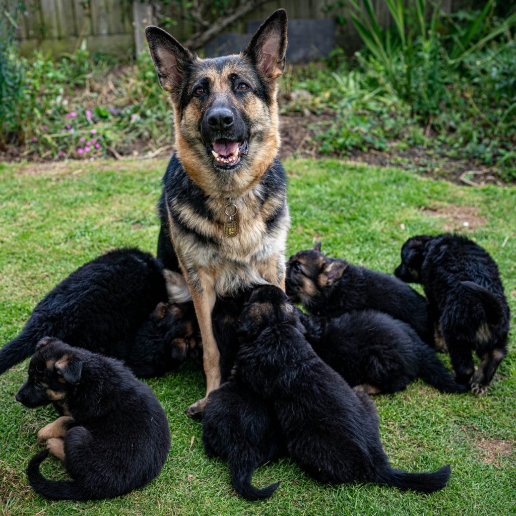 German Shepherd