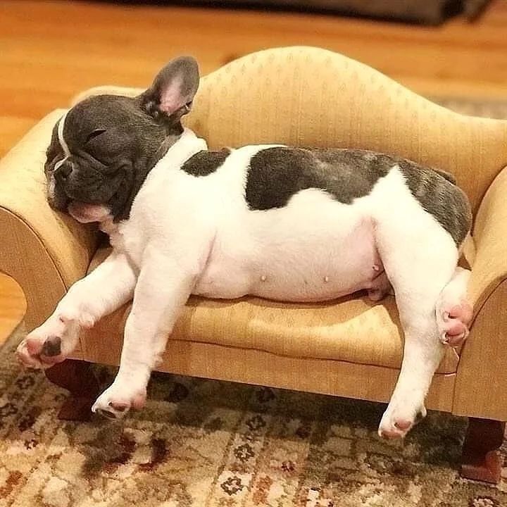 french bulldog