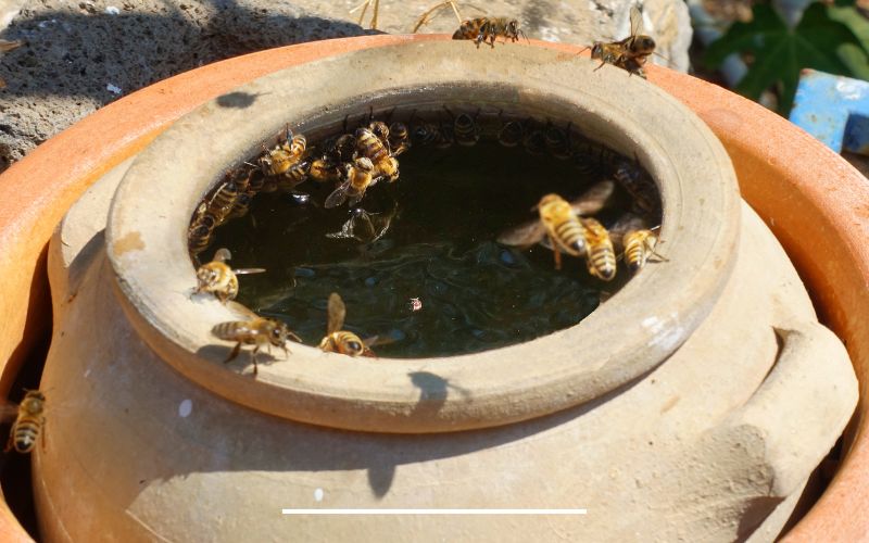 Bee Watering station