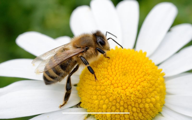 Bee Watering