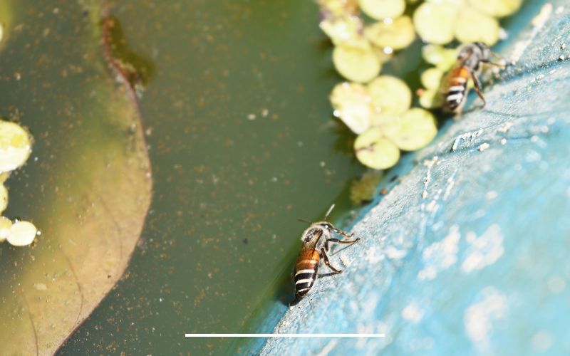 Bee Watering