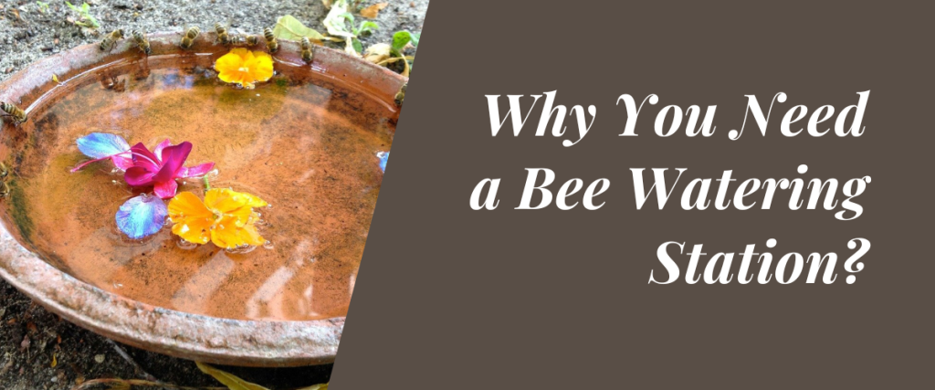 Why You Need a Bee Watering Station