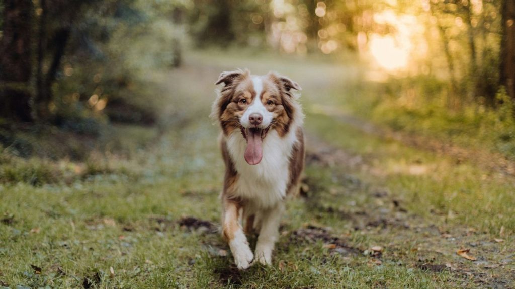 Australian Shepherd